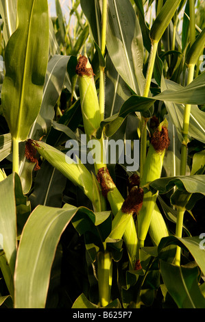 Süßer Mais (Zea Mays var. Rugosa) auf der Pflanze, Illhaeusern, Elsass, Frankreich, Europa Stockfoto