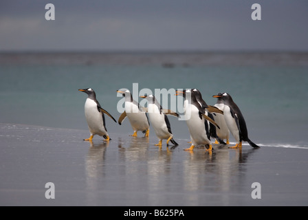 Gentoo Penguins (Pygoscelis Papua) am Strand, Sea Lion Island, Falkland-Inseln Stockfoto