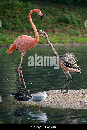 Karibischer Flamingo (Phoenicopterus ruber) Erwachsene und Jugendliche Stockfoto