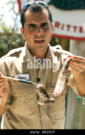 Ranger zeigt eine Klapperschlange während eine Schlange zeigen, Billie Swamp Safari Camp, Everglades, Florida, USA Stockfoto