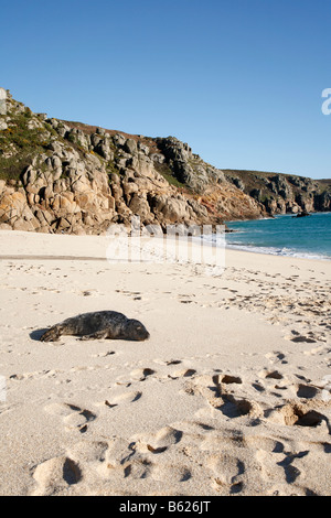 Eine junge Dichtung erholend auf Porthcurno Strand, Cornwall UK. Stockfoto