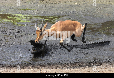 Impala, die Flucht aus einem Nil-Krokodil-Angriff Stockfoto