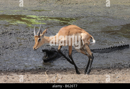 Impala, die Flucht aus einem Nil-Krokodil-Angriff Stockfoto