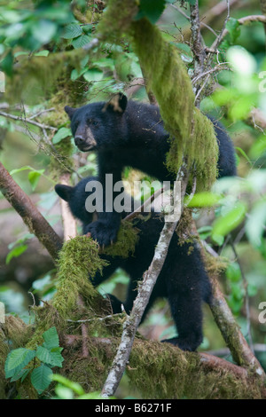 USA Alaska Kake schwarz Bärenjungen Klettern im Baum über Gunnuck Creek auf der Kupreanof-Insel am Nachmittag im Sommer Stockfoto