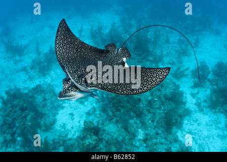 Gefleckter Adlerrochen (Aetobatus Narinari) von oben mit gepunkteten Markierungen, Leben Sharksuckers (Echeneis Naucrates) über eine Koralle re Stockfoto