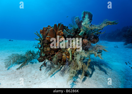 Kleiner Block von Korallen mit verschiedenen Schwämmen und Korallen auf einem sandigen Meeresboden Halfmoon Caye, Lighthouse Reef, Turneffe Atoll, Beliz Stockfoto