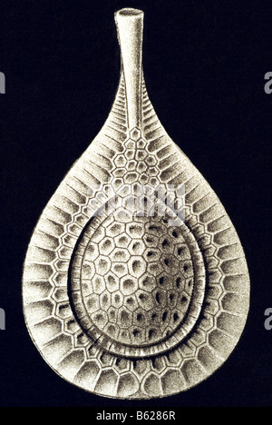 Thalamophora / Kammerlinge, Name Schale, Haeckel, Kunstformen der Natur, Jugendstil, 20. Jahrhundert, Europa Stockfoto