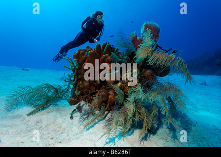 Taucher, die Blick auf einen kleinen Block von Korallen mit verschiedenen Schwämmen und Korallen auf einem sandigen Meeresboden, Halfmoon Caye, Lighthouse Reef, Tu Stockfoto