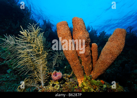 Braune Röhre Schwamm (Agelas Conifera) auf einer Felswand in einem Korallenriff mit Meer Plume (Pseudopterogorgia SP.), Hopkins, Dangria, Stockfoto