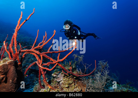 Weibliche Taucher mit einer Lampe, Blick auf eine Reihe Pore Seil Schwamm (Aplysina Cauliformis) auf einem abfallenden Korallenriff, Hopkins, Dangria, werden Stockfoto