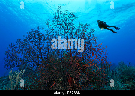 Weibliche Taucher mit einer Lampe hoch oben eine freistehende Tiefsee Gorgonien (Iciligorgia Schrammi) in einem Korallenriff schwimmen Hopkins Stockfoto