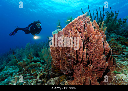 Weibliche Taucher mit einer Lampe, Blick auf ein Fass-Schwamm (Xestospongia Muta) in einem Korallenriff, Hopkins, Dangria, Belize, zentrale Amer Stockfoto