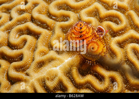 Weihnachtsbaum-Wurm (Spirobranchus Giganteus), symmetrische Hirnkoralle (Diplora Strigosa), Barrier Reef, San Pedro, Ambergris C Stockfoto