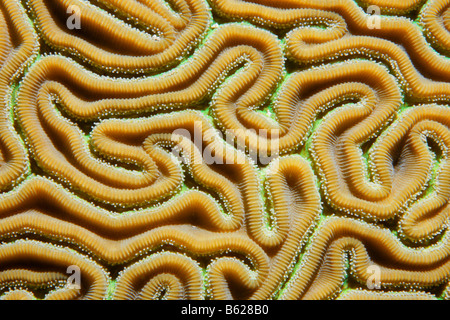 Grafikdetails von den Drehungen und Polypen des Barrier Reef, San Pedro, Ambergris, gerillt Hirnkoralle (Diploria Labyrinthiformis) Stockfoto