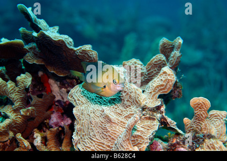 Braune Chromis (Chromis Multilineata), Salat Coral (Agaricia Agaricites), Barrier Reef, San Pedro, Ambergris Cay Insel, Beliz Stockfoto