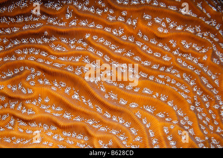 Grafikdetails Grahams grünen Koralle (Agaricia Grahamae), Barrier Reef, San Pedro, Ambergris Cay Insel, Belize, zentrale Amer Stockfoto