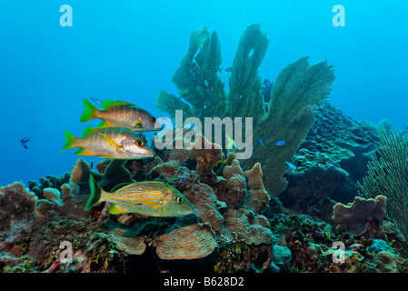 Halten Grunzen Fische (Sciurus Haemulon) und zwei Schulmeister-Schnapper (Lutjanus Apodus) schwimmen in einem Korallenriff Barrier Stockfoto