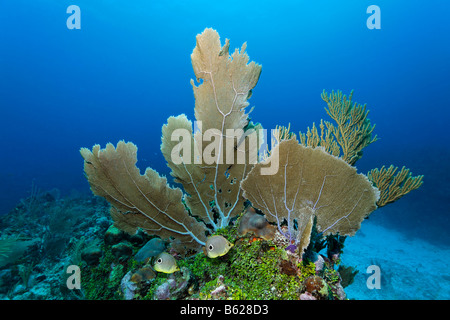 Vier Augen Butterflyfish oder Foureye Butterflyfish (Chaetodontidae Capistratus) schwimmen durch ein Korallenriff, einschließlich Alge Halimeda Stockfoto