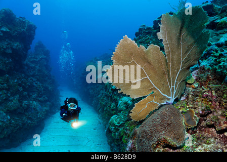 Taucher, die eine Fackel schwimmt durch einen sandigen Boden Kanal zwischen Korallenriffen und beobachtet eine Gorgonien Koralle (Gorgonia Stockfoto