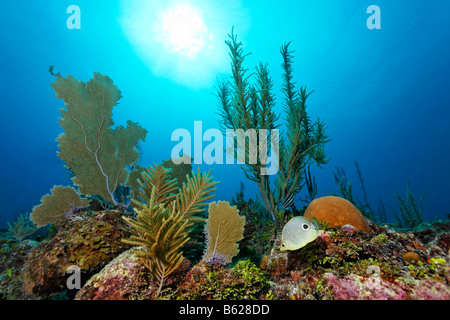 Sonnenlicht durch Wasser auf einem Korallengarten wächst auf dem Grat eines Korallenriffs, einschließlich vier Augen Butterflyfish oder F Stockfoto