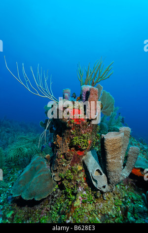 Block von Korallen bedeckt mit einer Vielzahl von Schwämmen (Demospongiae), Korallen und Algen Halimeda (Halimeda SP.), Barrier Reef, Sa Stockfoto