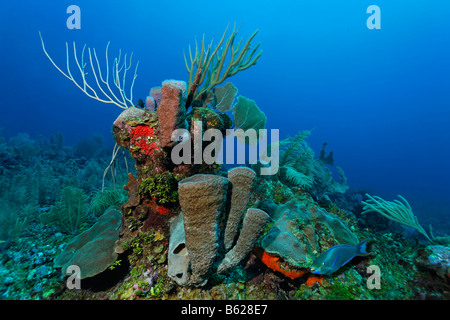 Königin Papageienfisch (Scarus Vetula) vorbei an einem Block von Korallen Schwimmen mit einer Vielzahl von Schwämmen (Demospongiae), Korallen bedeckt eine Stockfoto