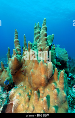 Säule (Dendrogyra Cylindricus) Korallen, Korallenriff, Barrier Reef, San Pedro, Ambergris Cay Insel, Belize, Mittelamerika, Auto Stockfoto