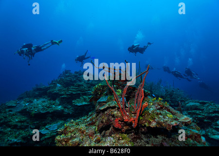 Taucher in einer Gruppe schwimmen über einen karibischen Korallen Riff, Barrier Reef, San Pedro, Ambergris Cay Insel, Belize, zentrale bin Stockfoto