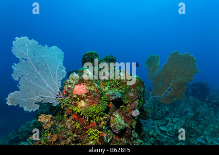 Coral Reef oder Barrier Reef lebendig mit Gorgonien, Korallen (Gorgonia Flabellum), Halimeda Algen (Halimeda s.) und eine Variarty von anderen Stockfoto