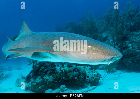Ammenhaie (Ginglymostoma Cirratum) Schwimmen unter dem Korallenriff auf der Suche nach Beute, Barrier reef, San Pedro, Ambergris Cay Stockfoto