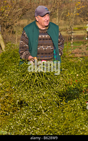 Großhandel Jahresauktion der geschnittenen Holly und Mistel für Weihnachtsschmuck an kleine Hereford, Shropshire, England, UK Stockfoto