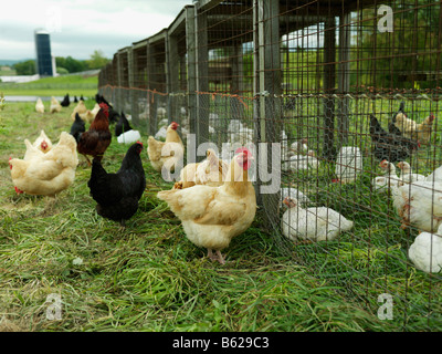 Freie Auswahl Huhn auf einer Farm im Bundesstaat New York. Stockfoto