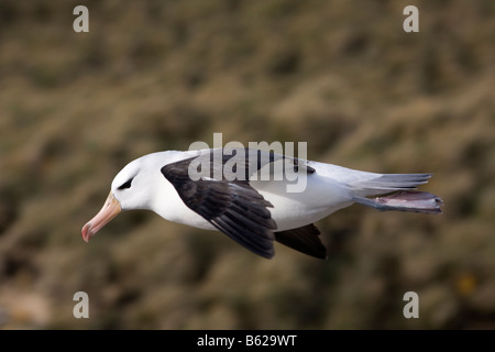 Fliegende Black-Browed Albatros (Diomedea Melanophris), New Island, Falkland-Inseln Stockfoto