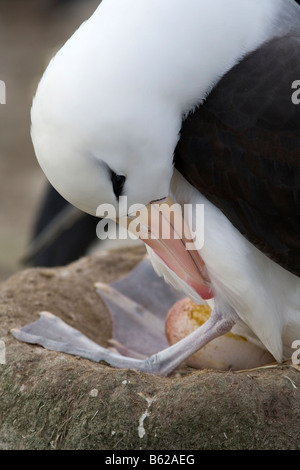 Black-Browed Albatros (Diomedea Melanophris) auf Nest mit Ei, New Island, Falkland-Inseln Stockfoto