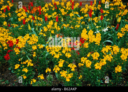 Bunte Border Wegrauke cheiri Stockfoto
