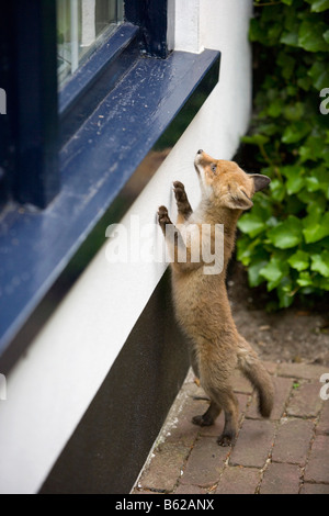 Niederlande Noord Holland Graveland Young Rotfuchs,, seine verloren hat, Mutter Vulpes Vulpes Stockfoto