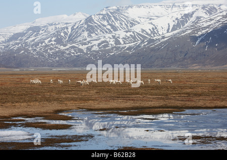 Rentier Herde weiden, Hornafjördur Fjord Ost-Island, Stockfoto