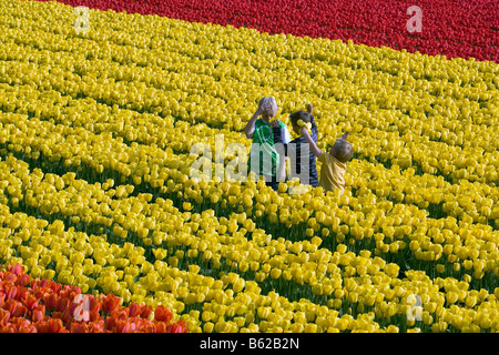 Niederlande Zuid Holland Lisse Boys, die Tulpe Blume im Feld Stockfoto