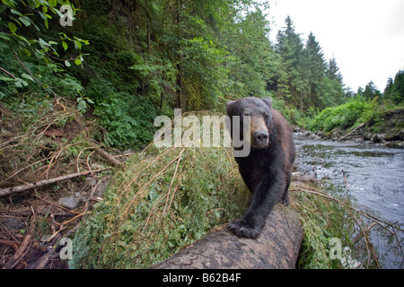 USA Alaska Kake Remote Kameraansicht der Schwarzbär Ursus Americanus an gefallenen Baumstamm beim Angeln zum laichen Lachse wandern Stockfoto