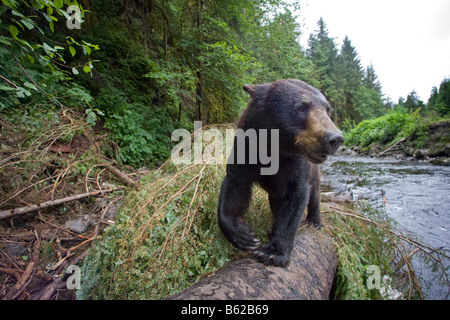 USA Alaska Kake Remote Kameraansicht der Schwarzbär Ursus Americanus an gefallenen Baumstamm beim Angeln zum laichen Lachse wandern Stockfoto