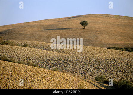 Einsamer Baum steht in einem gepflügten Feld, Landschaft, Val d' Orcia in der Nähe von Monticchiello, Provinz Siena, Toskana, Italien, Euro Stockfoto