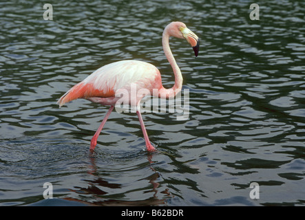 ein größerer Flamingo Phoenicopterus Ruber Nahrungssuche im brackigen Wasser der See, Galapagos-Inseln, Ecuador Galapagos-Inseln. Stockfoto