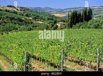 Weinberg in der Nähe von Castellina in Chianti, Provinz Siena, Toskana, Italien, Europa Stockfoto