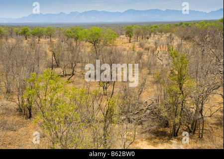 weiten Blick Landschaft Südafrika rote Wüstenstaub Feldweg fahren weg Safari Savanne Wald Busch Buschland Trockenheit trockenen periode Stockfoto