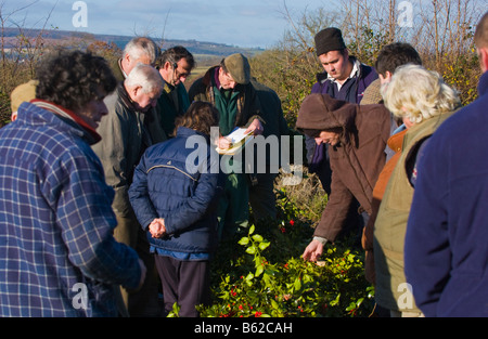 Großhandel Jahresauktion der geschnittenen Holly und Mistel für Weihnachtsschmuck an kleine Hereford, Shropshire, England, UK Stockfoto