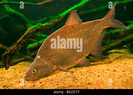 Karpfen Sie Brassen (Abramis Brama) in einem Aquarium in der Mueritzeum, Deutschlands größtes Aquarium für einheimische Süßwasserfische, Warener auf th Stockfoto