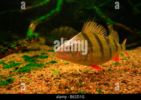 Europäische Barsch (Percha Fluviatilis) in einem Aquarium in der Mueritzeum, Deutschlands größtes Aquarium für einheimische Süßwasserfische, Krieg Stockfoto