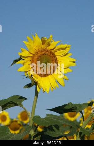 Eine Sonnenblume in voller Blüte in einem Bauernhof in North Dakota Stockfoto