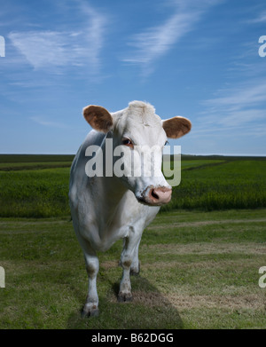 Weiße Milchkuh auf Bauernhof, Ost-Island Stockfoto