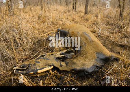 AAS Impala sterben sterben von Durst Karkasse Kadaver in der Savanne Savanne Südafrika totes Wasser Mangel Korruption decompos Stockfoto